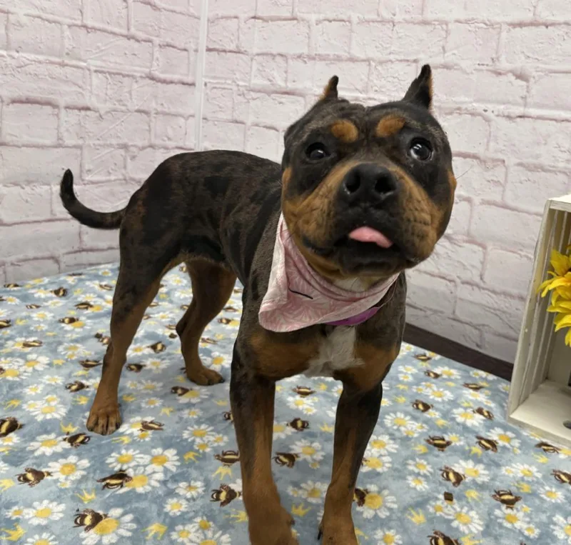 A young medium-sized female Mixed Breed dog named Grob Glob for adoption in Detroit, MI