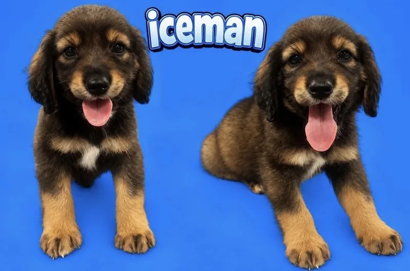 A baby medium-sized male Labrador Retriever dog named Iceman for adoption in Cheektowaga, NY