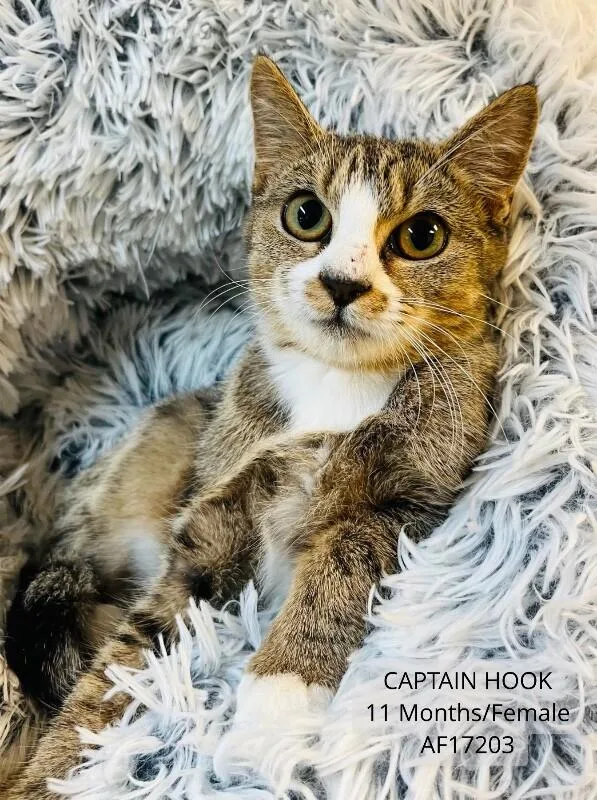 An adult medium-sized female Tabby (Brown / Chocolate) Domestic Short Hair cat named Captain Hook for adoption in Supply, NC