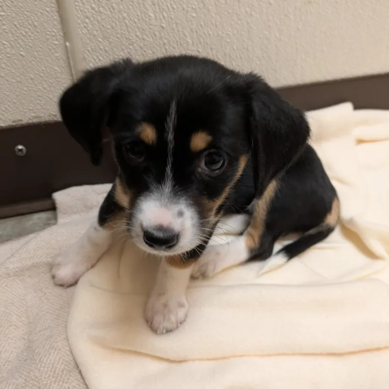 A baby small-sized female Mixed Breed dog named Violet for adoption in Fulton, TX