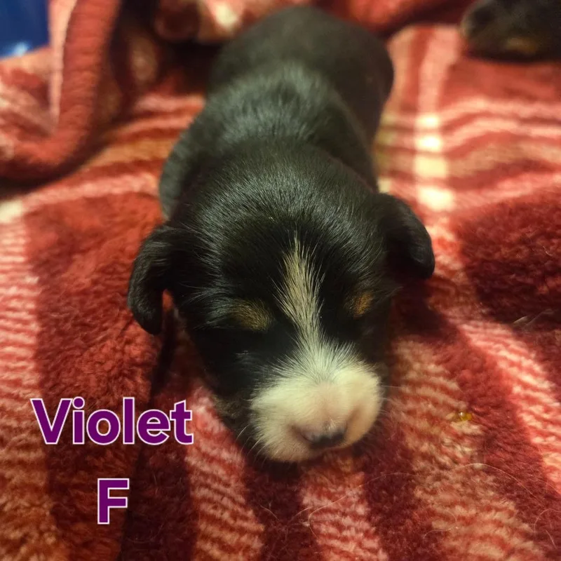 Violet thumbnail 3