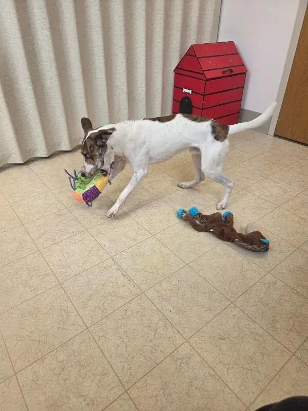 An adult medium-sized male Fox Terrier dog named Koolaid for adoption in Bluffton, IN
