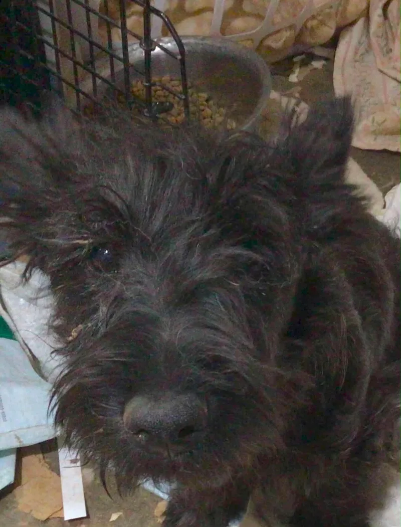 A baby small-sized male Scottish Terrier dog named Little Boy for adoption in Rye, NH