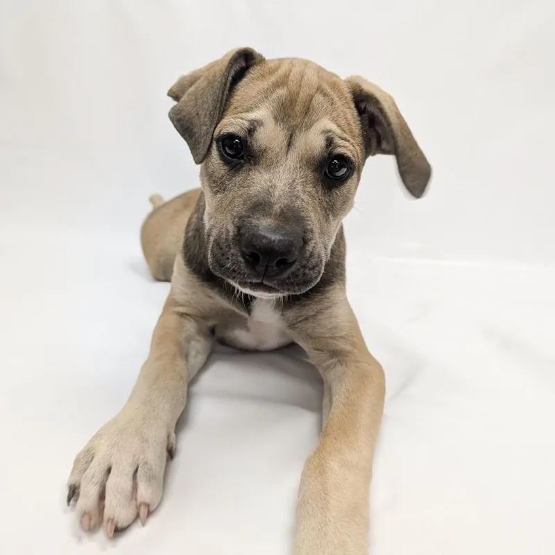 A baby small-sized female Pit Bull Terrier dog named Lady for adoption in Parker, CO