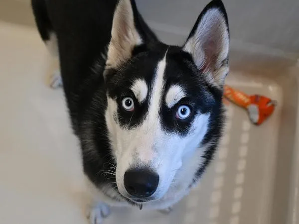 A young medium-sized female Siberian Husky dog named Snow for adoption in Portland, OR
