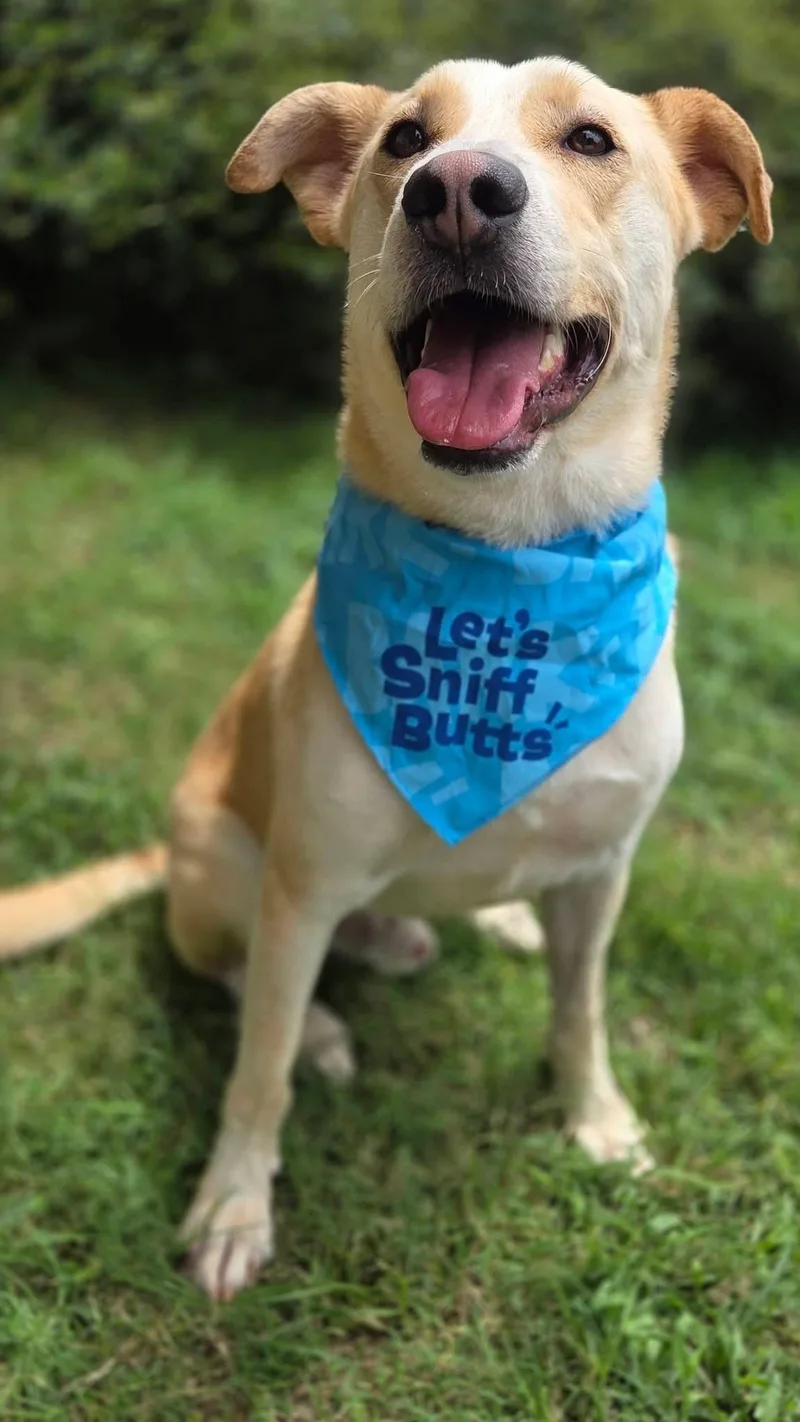 A young medium-sized male Mixed Breed dog named Radar for adoption in University Place, WA