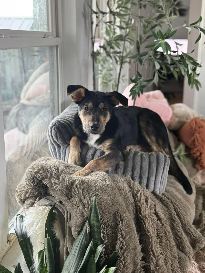 A baby medium-sized male Mixed Breed dog named Clifford for adoption in Columbia, MD