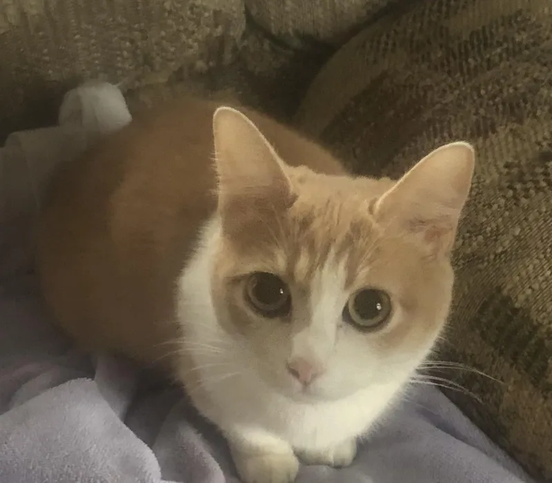 A baby medium-sized female Tabby cat named Susie for adoption in Salem, NH