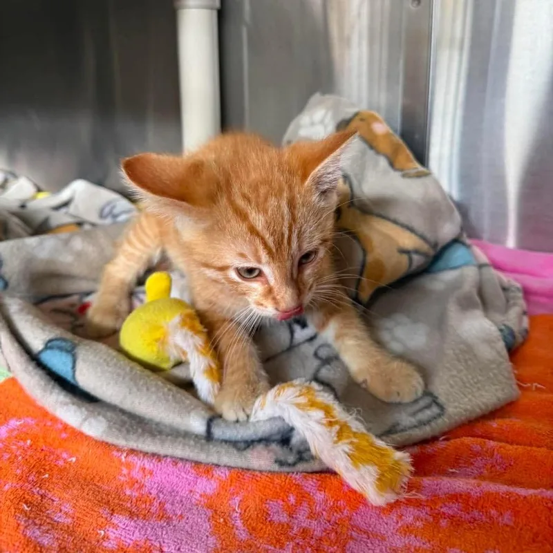 A baby small-sized male Orange / Red Domestic Short Hair cat named Gabriel for adoption in Harrisville, WV