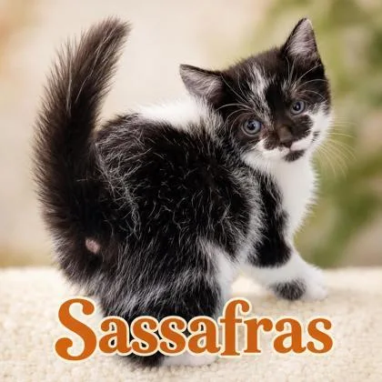Sassafras