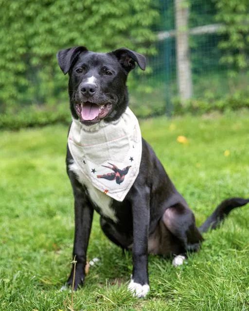 A young medium-sized male Labrador Retriever dog named Lucky for adoption in Brewster, MA