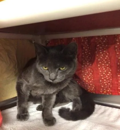 A baby medium-sized male Domestic Short Hair cat named Carhartt for adoption in Elmira, NY