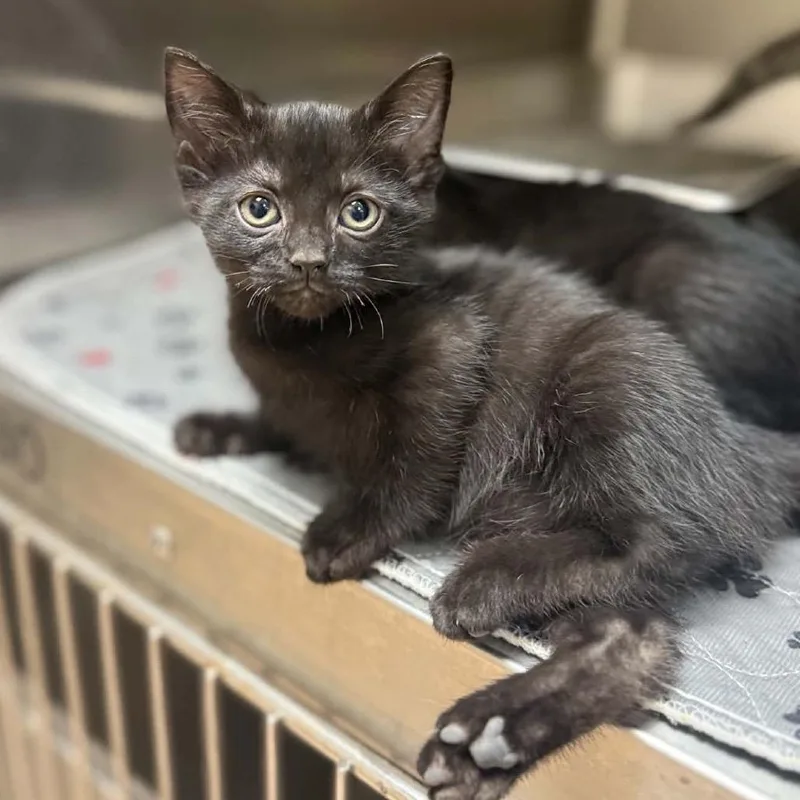 A baby small-sized male Black Domestic Short Hair cat named Coke for adoption in Caryville, TN
