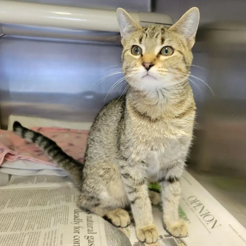 A baby small-sized female Domestic Short Hair cat named Circe for adoption in Columbia, MO