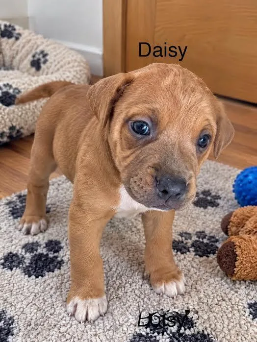 A baby medium-sized female Labrador Retriever dog named Daisy for adoption in McAllen, TX