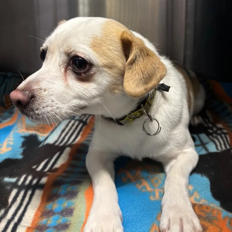 An adult small-sized male Chihuahua dog named Rocky for adoption in Council Bluffs, IA