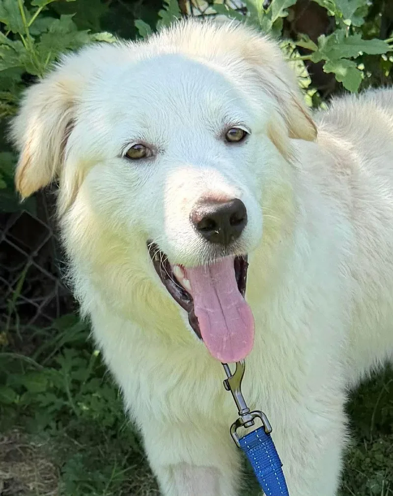 A young medium-sized male Great Pyrenees dog named Starsky for adoption in Milwaukee, WI
