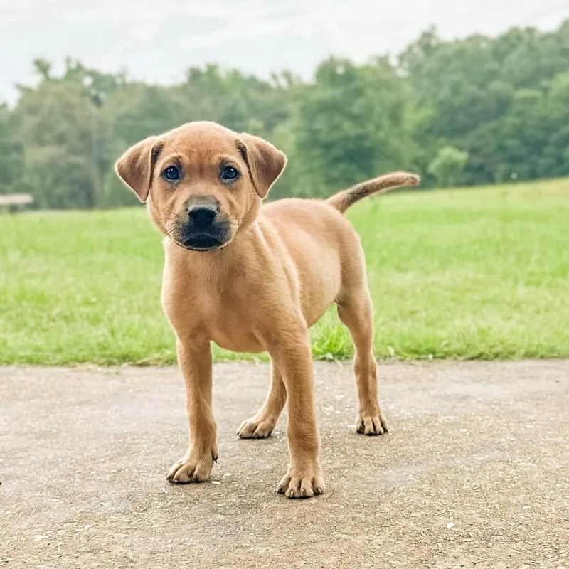 A baby large-sized male Mixed Breed dog named Punkin for adoption in Groveland, MA