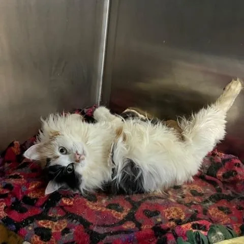 An adult medium-sized female Calico Calico cat named Pickles for adoption in Antioch, CA