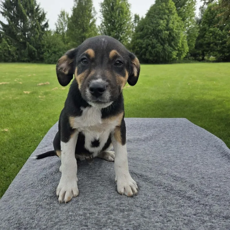A baby medium-sized male Labrador Retriever dog named Tetons for adoption in McHenry, IL