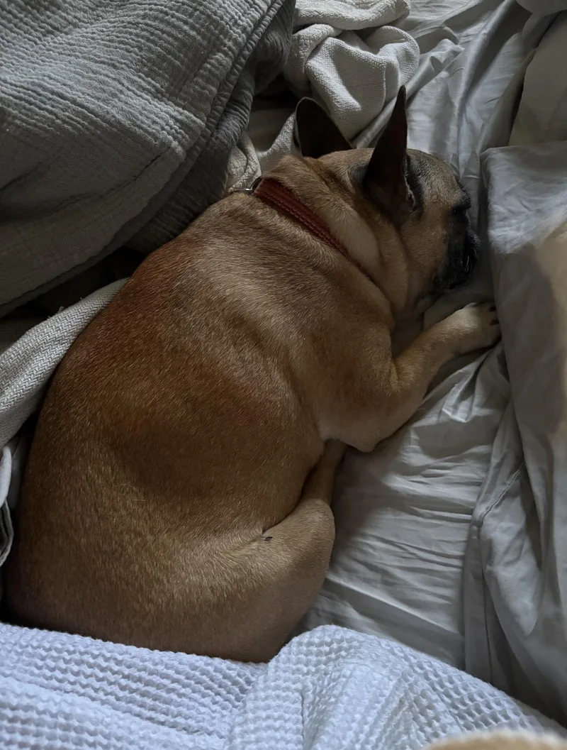 An adult small-sized female Yellow / Tan / Blond / Fawn French Bulldog dog named Prudence for adoption in Portland , OR