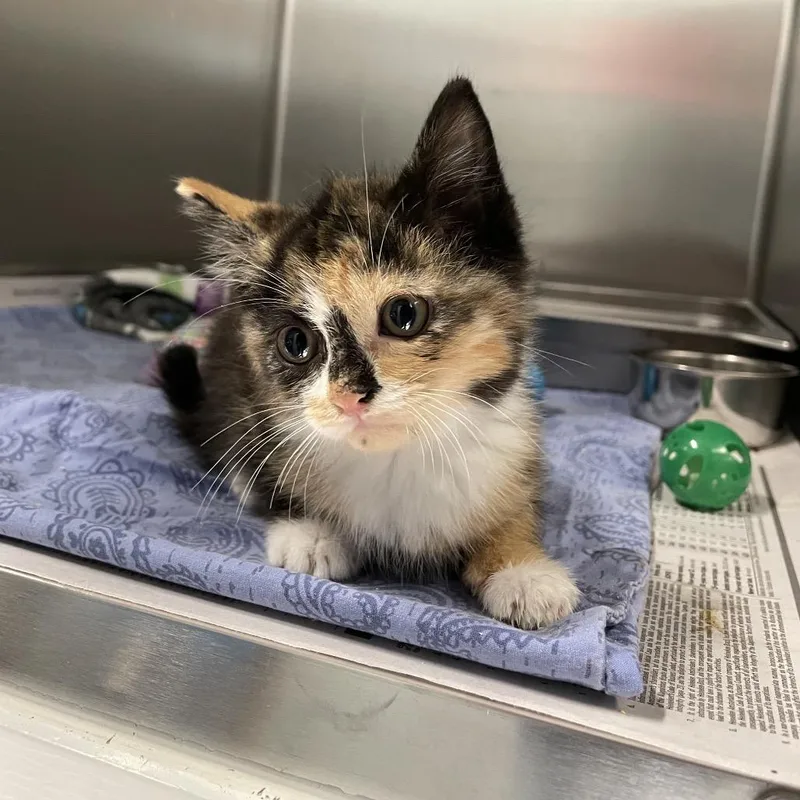A baby small-sized female Calico Domestic Short Hair cat named Sorrel for adoption in Alexandria, VA