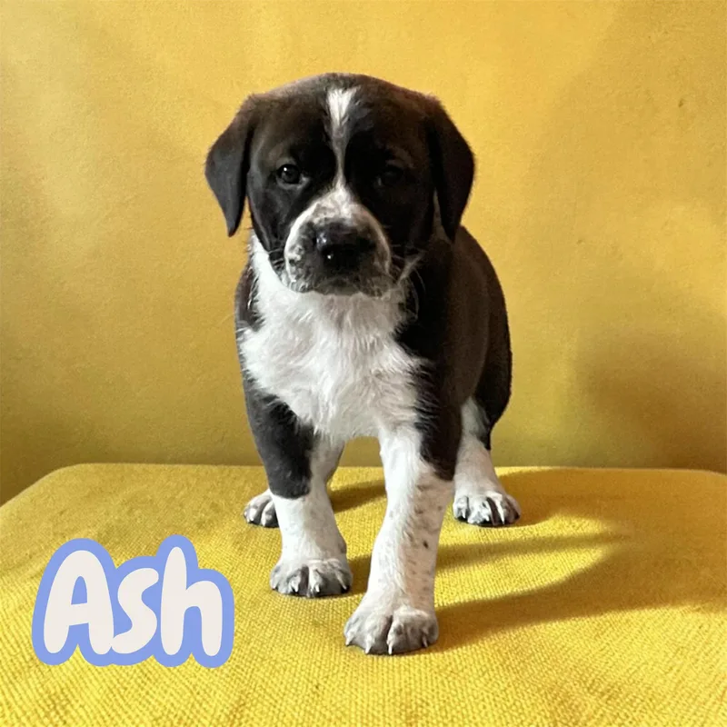 Ash