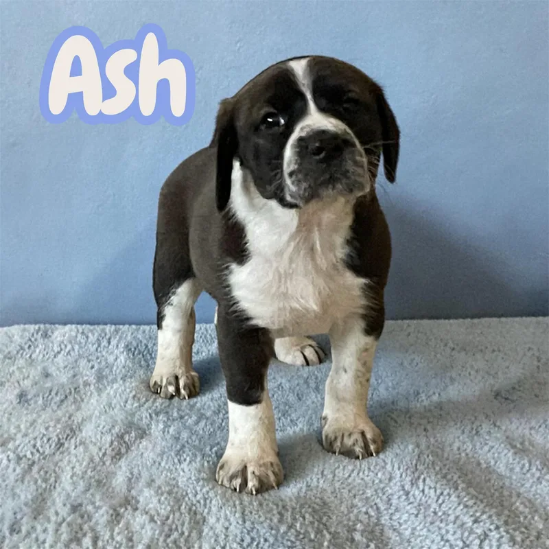Ash thumbnail 2