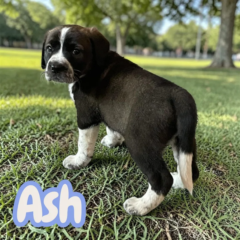 Ash thumbnail 3