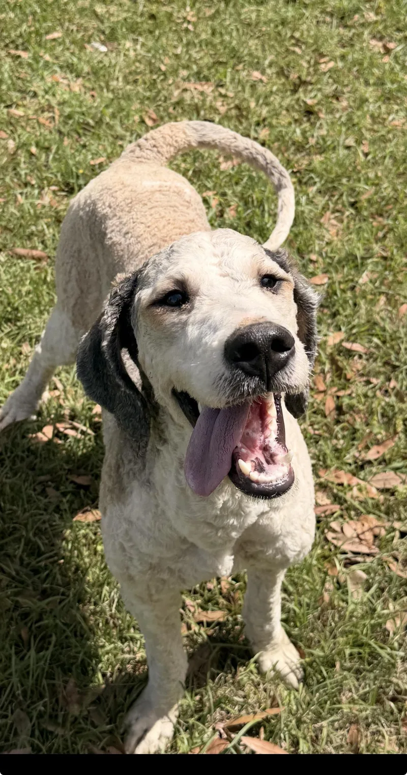 A young medium-sized female Apricot / Beige Standard Poodle dog named Daisy for adoption in Semmes, AL