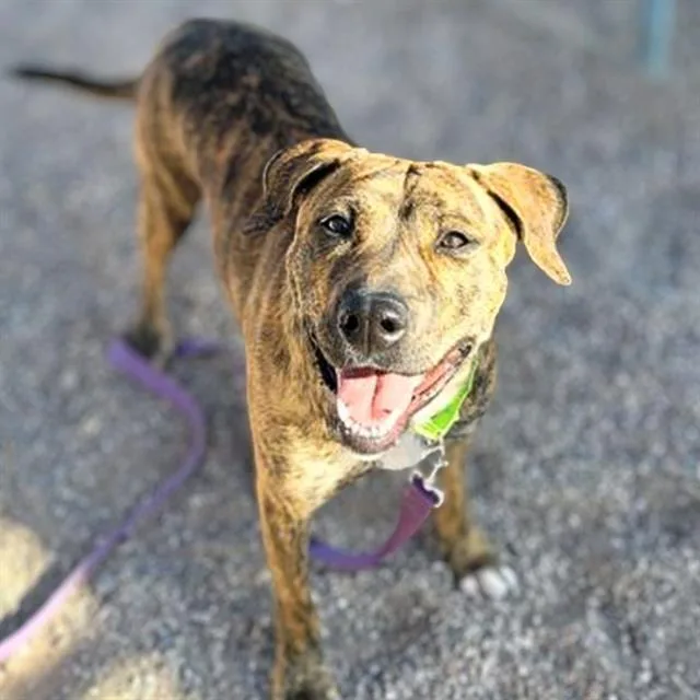An adult large-sized female Pit Bull Terrier dog named Marla for adoption in Tucson, AZ