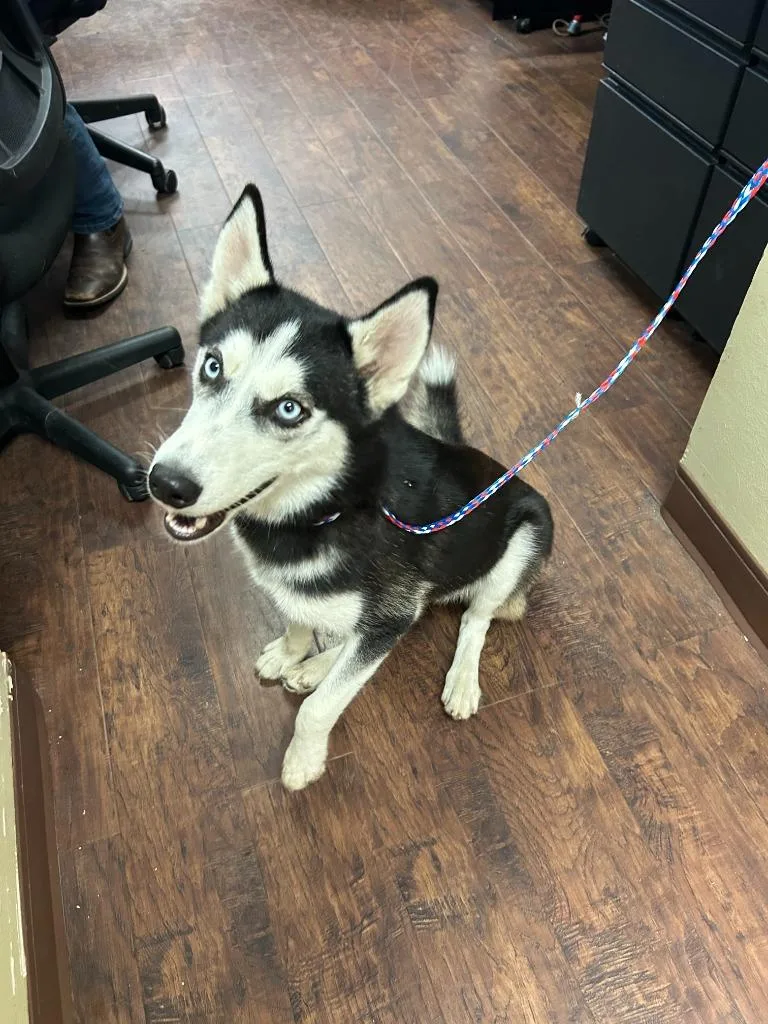 A young medium-sized female Husky dog named Dog Kennel for adoption in Greenville, TX