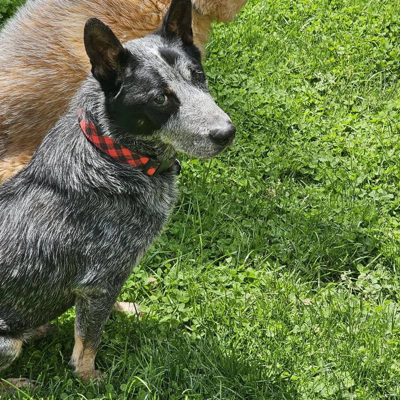 An adult medium-sized male Gray / Blue / Silver Australian Cattle Dog / Blue Heeler dog named Alfred for adoption in Garden City, NY