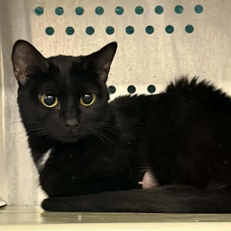 Winnie The Pooh Family