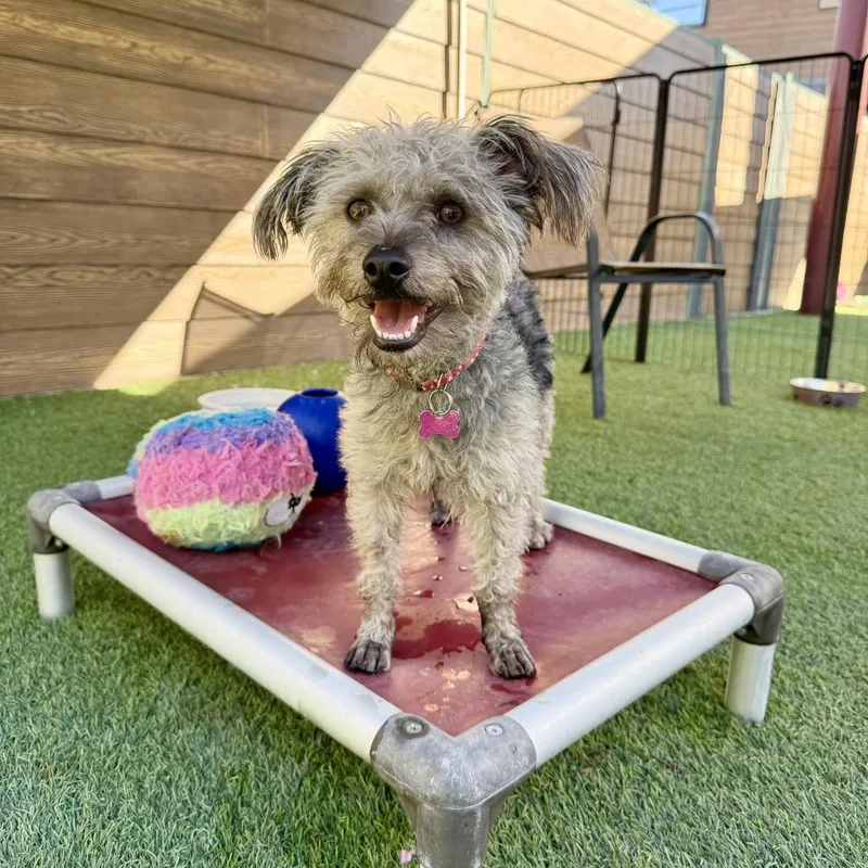 An adult small-sized female Yellow / Tan / Blond / Fawn Terrier dog named Noodle for adoption in Agoura Hills, CA