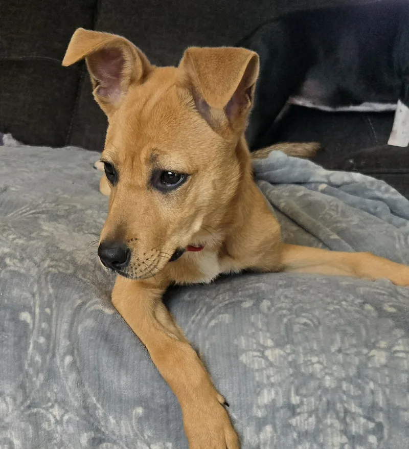 A baby medium-sized female Mixed Breed dog named Martha for adoption in Holbrook, NY