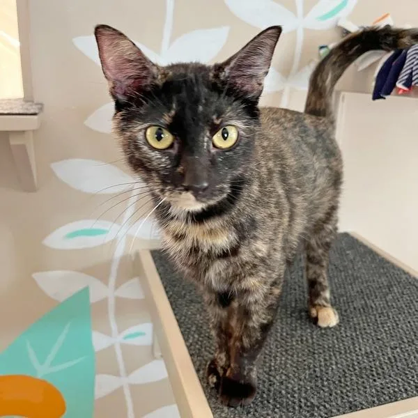 An adult medium-sized female Domestic Short Hair cat named Precious for adoption in Des Moines, IA