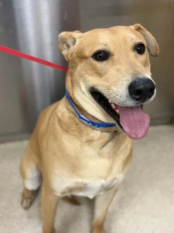 An adult large-sized male Pit Bull Terrier dog named A for adoption in Riverside, CA