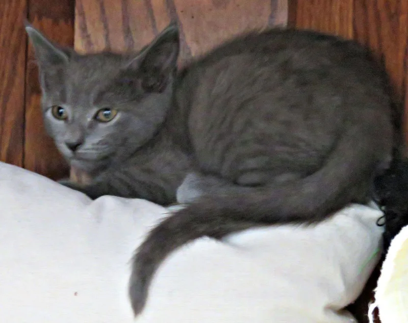 A baby medium-sized male Gray / Blue / Silver Domestic Short Hair cat named Rivera for adoption in Lexington, VA