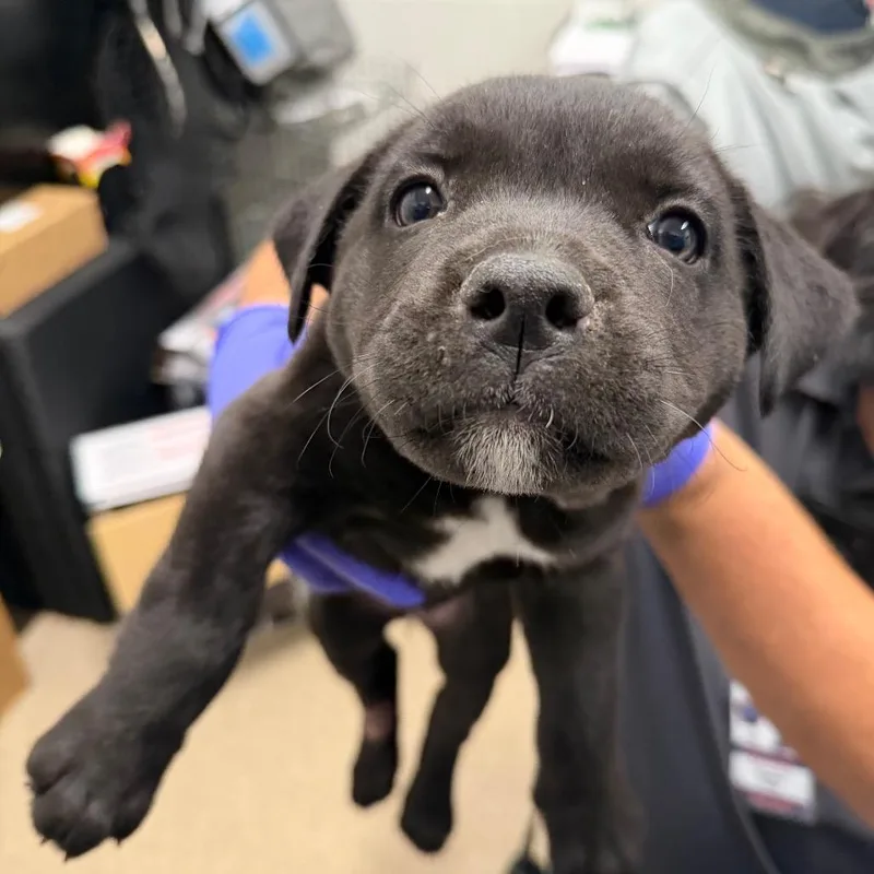 A baby small-sized female Brindle Mixed Breed dog named Jupiter for adoption in League City, TX