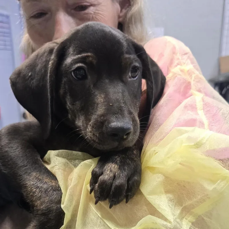 A baby small-sized male Black Catahoula Leopard Dog dog named Joey for adoption in Wappingers Falls, NY