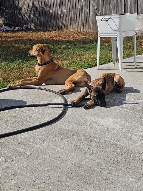 A young medium-sized female Belgian Shepherd / Malinois dog named Maddox for adoption in Houston, TX