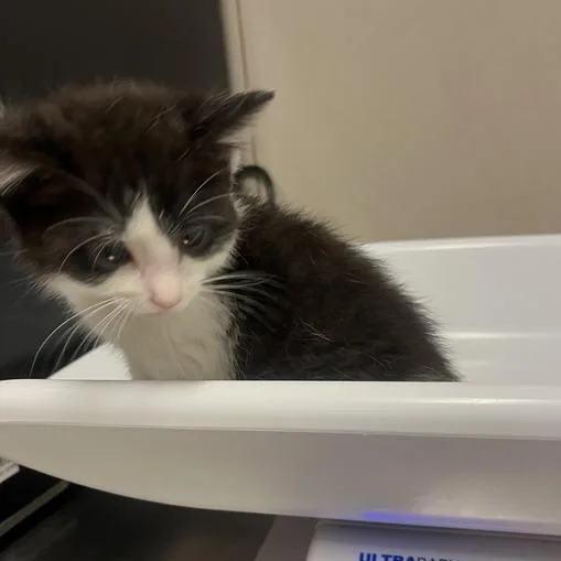 A baby small-sized female White Domestic Short Hair cat named Mazzy for adoption in Oak Park, IL