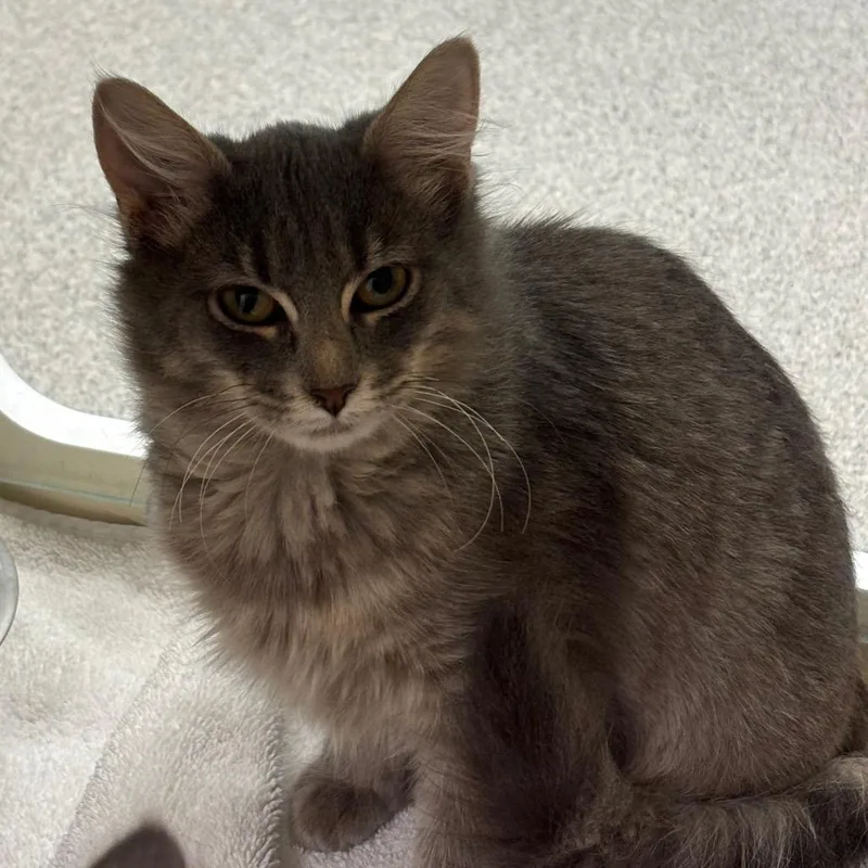A baby medium-sized female Gray / Blue / Silver Domestic Short Hair cat named KoolAid for adoption in Naperville, IL