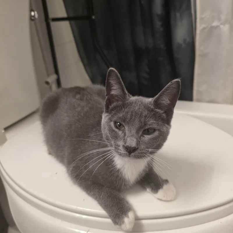 A baby medium-sized female Gray & White Domestic Short Hair cat named Jesinia for adoption in Moriches, NY