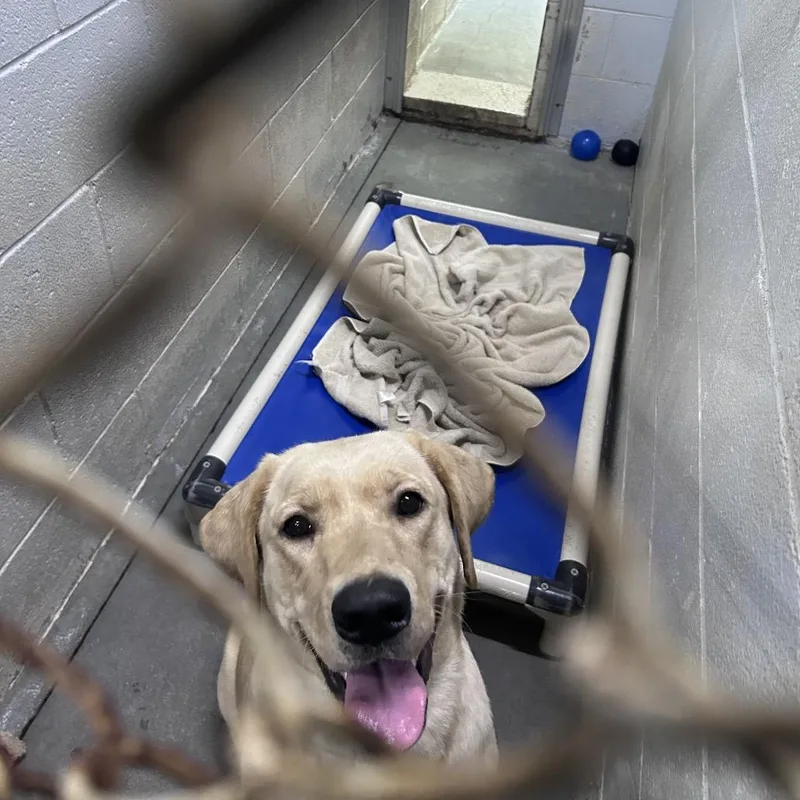 An adult medium-sized female Yellow / Tan / Blond / Fawn Labrador Retriever dog named Megan for adoption in Summerville, SC
