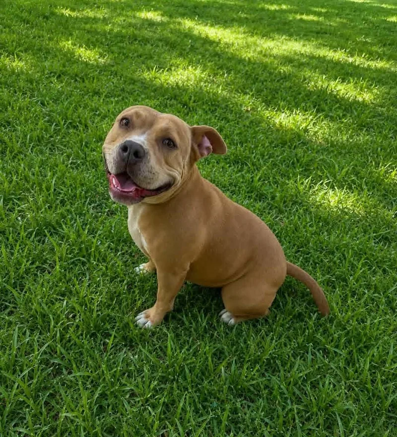 An adult medium-sized female Brown / Chocolate Pit Bull Terrier dog named Penny for adoption in Homer Glen, IL