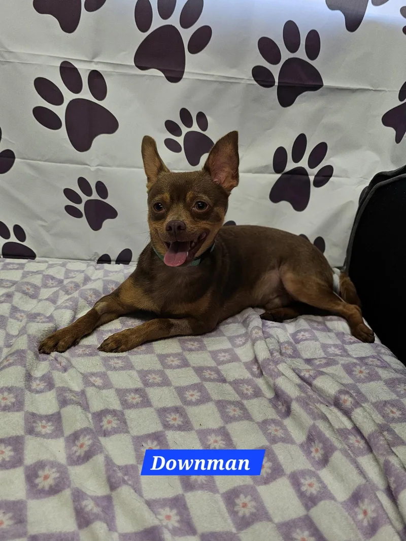 Downman thumbnail 2