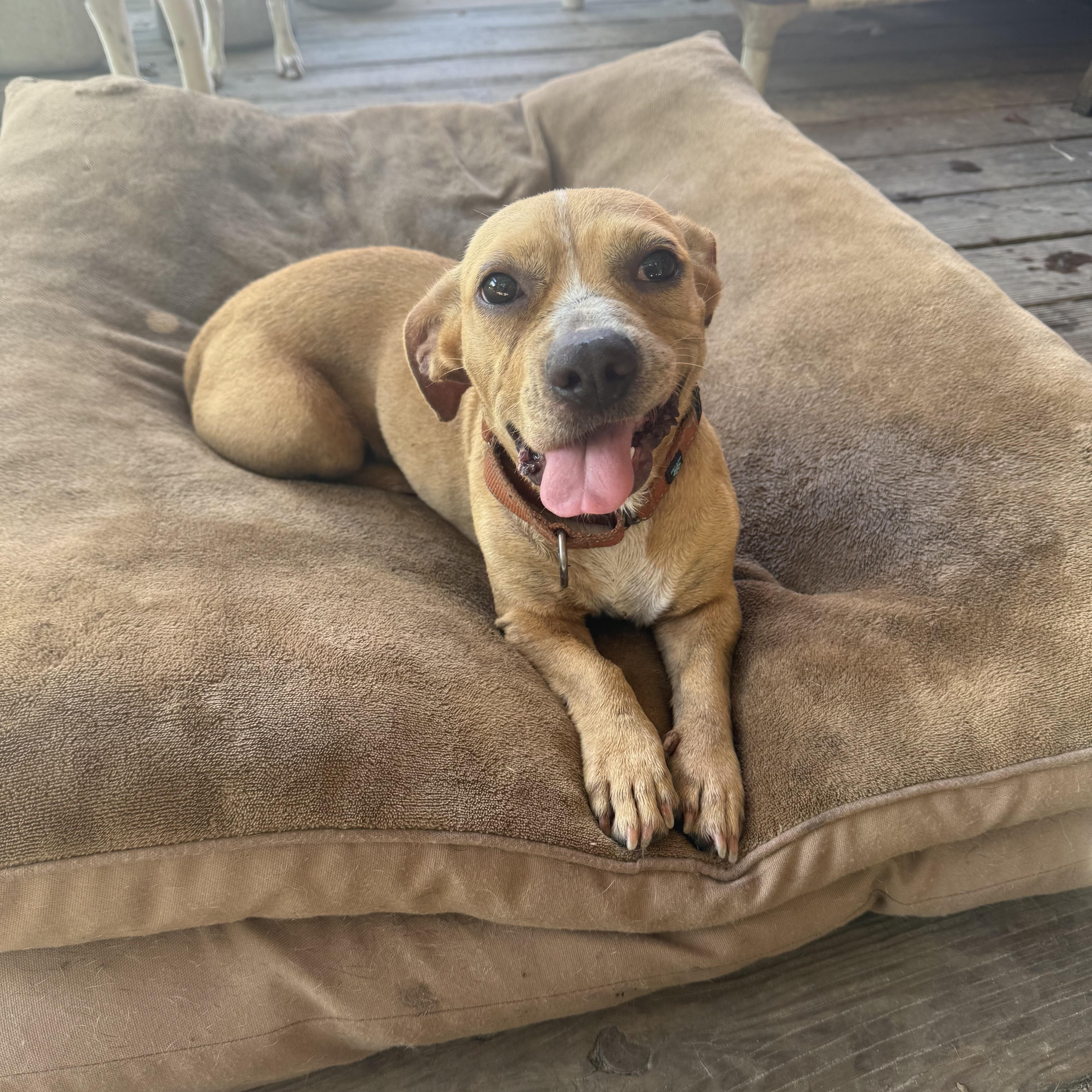 A young small-sized female Bulldog dog named Mayo for adoption in Unionville, CT