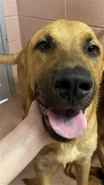 A young large-sized male Mixed Breed dog named Duke for adoption in Columbia, SC
